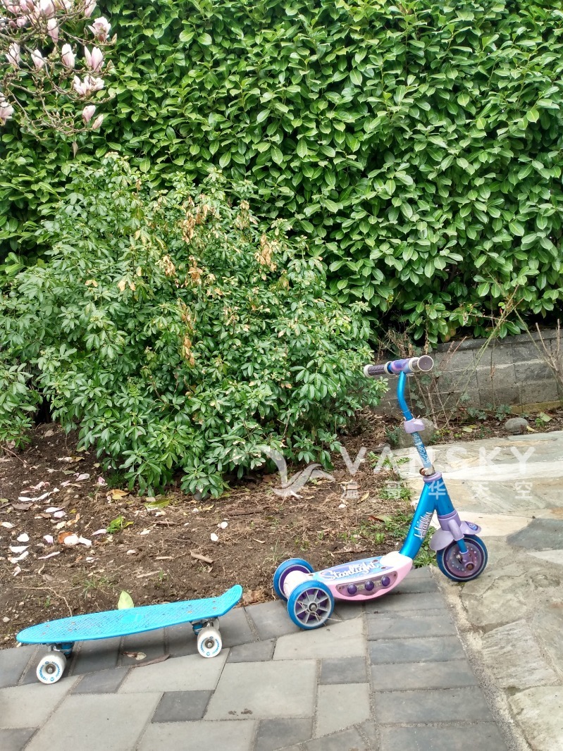 240330201922_skate board.jpg